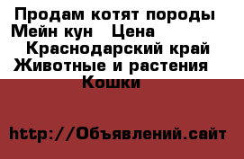 Продам котят породы  Мейн-кун › Цена ­ 13 000 - Краснодарский край Животные и растения » Кошки   